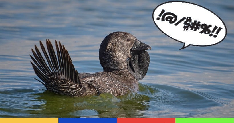 Un canard surprend les scientifiques en disant "espèce d’imbécile"